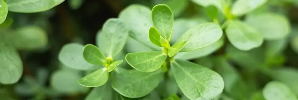 This Leaf Fights Diabetes, High Blood Pressure, Removes Fat And Cures Insomnia