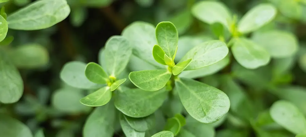 This Leaf Fights Diabetes, High Blood Pressure, Removes Fat And Cures Insomnia