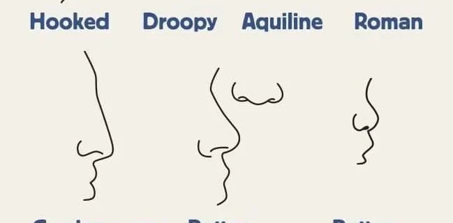 Select Your Nose Shape And We’ll Tell You About Your Personality